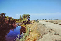 California Whiptail Habitat