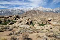 yellow-backed spiny lizard habitat