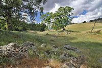 northern pacific rattlesnake habitat