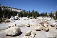 Sierra Fence Lizard Habitat