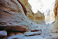 Sandstone Night Lizard Habitat