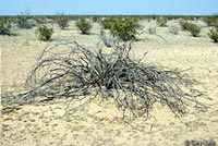 Long-tailed Brush Lizard Habitat