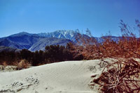 Coachella Valley Fringe-toed Lizard Habitat