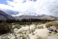 Coachella Valley Fringe-toed Lizard Habitat