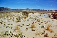 Western Zebra-tailed Lizard Habitat