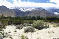 Coachella Valley Fringe-toed Lizard Habitat