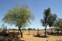 Colorado River Tree Lizard Habitat