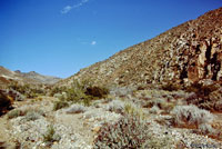 Banded Gila Monster Habitat