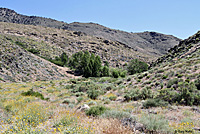 Panamint Alligator Lizard Habitat