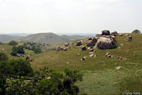 Sierra Night Lizard Habitat