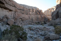 Sandstone Night Lizard Habitat