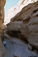 Sandstone Night Lizard Habitat