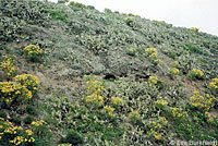 San Clemente Night Lizard Habitat