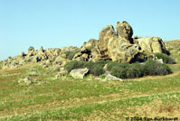 Sierra Night Lizard Habitat