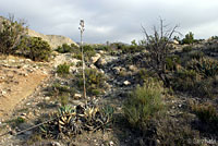 Baja California Night Lizard Habitat