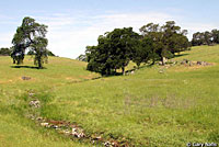 northern pacific rattlesnake habitat