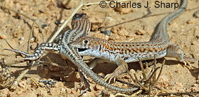 Bosc's Fringe-toed Lizard