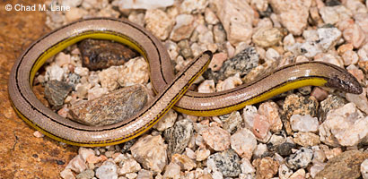 California Legless Lizard