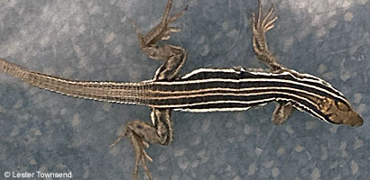 Sonoran Whiptail