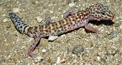 Peninsular Banded Gecko