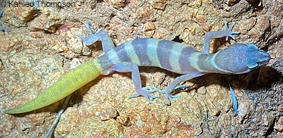 San Diego Banded Gecko