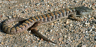 San Diego Alligator Lizard