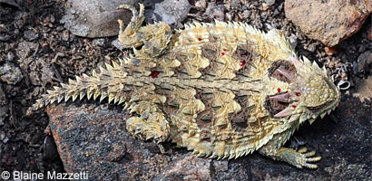 Coast Horned Lizard