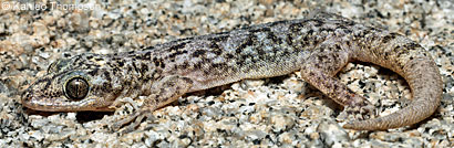 Peninsular Leaf-toed Gecko