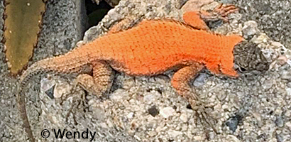 Great Basin Fence Lizard
