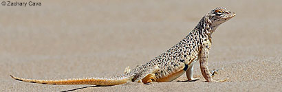 Coachella Fringe-toed Lizard