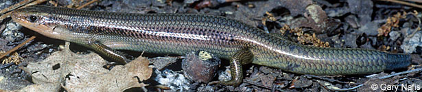 Greater Brown Skink