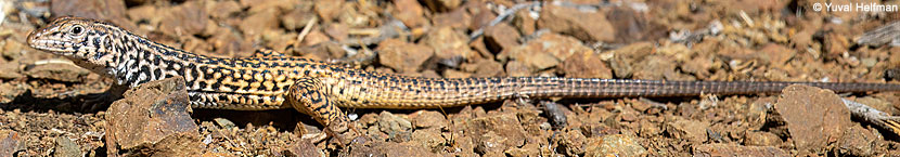 California Whiptail