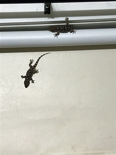 Moorish Wall Gecko