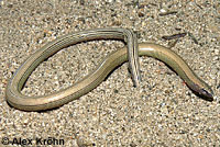 California Legless Lizard