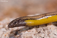 California Legless Lizard