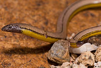 California Legless Lizard