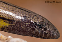 California Legless Lizard