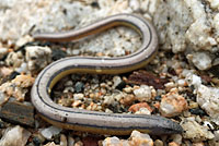 California Legless Lizard