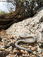 California Legless Lizard