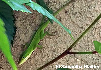 Green Anole