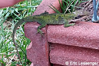 Green Anole