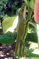 Green Anole