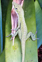 Green Anole