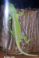 Green Anole