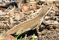 Green Anole