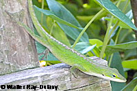 Green Anole