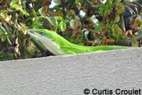 Green Anole