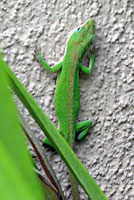 Green Anole