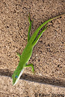 Green Anole