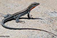 Belding's Orange-throated Whiptail